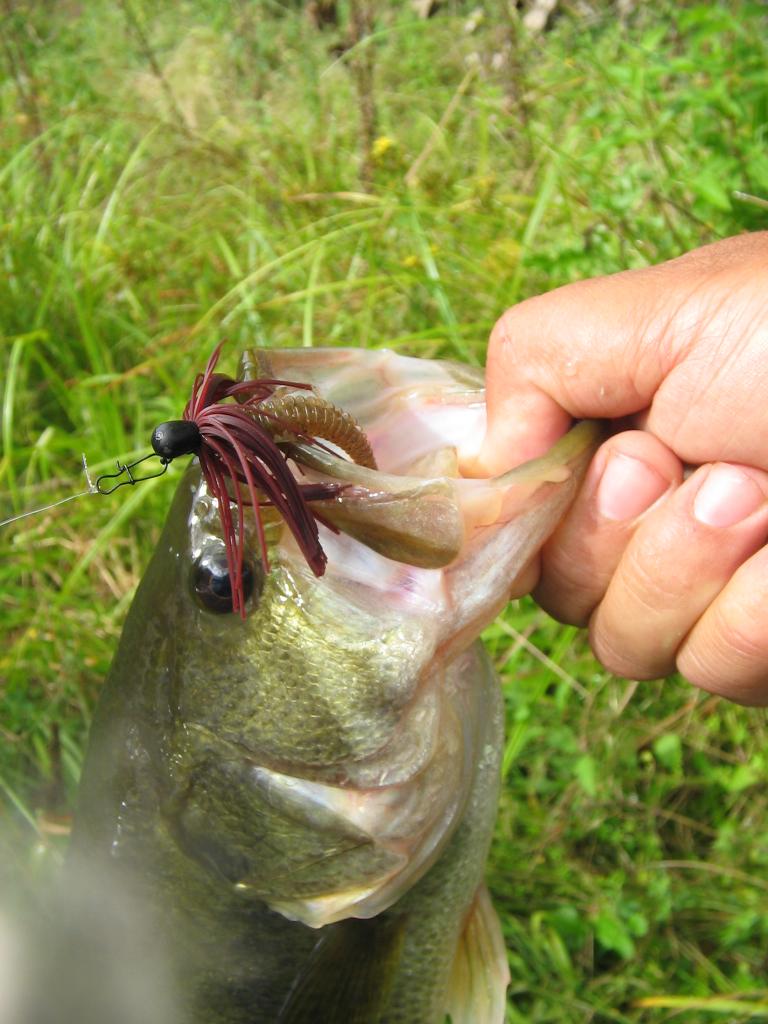  Pêche de Black-Bass en Bretagne