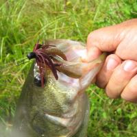  Pêche de Black-Bass en Bretagne