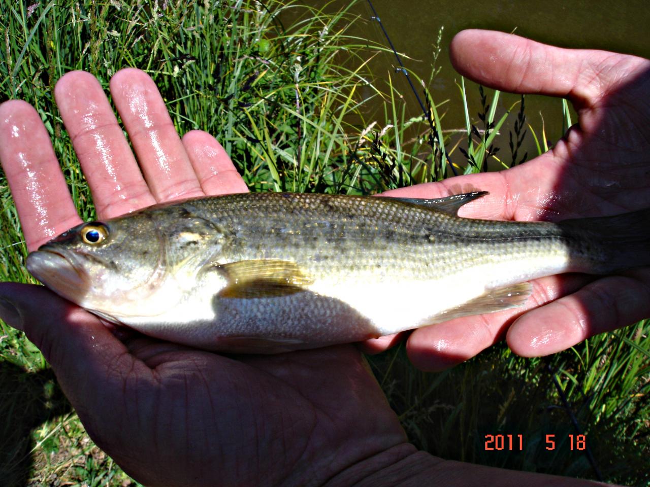 Pêche de Black-Bass en Bretagne