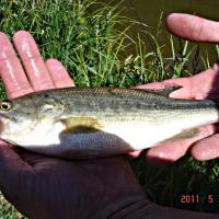 Pêche de Black-Bass en Bretagne