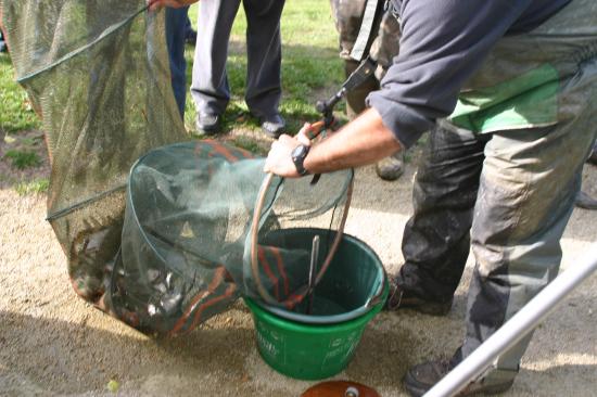 Nombreux Poissons au 1er