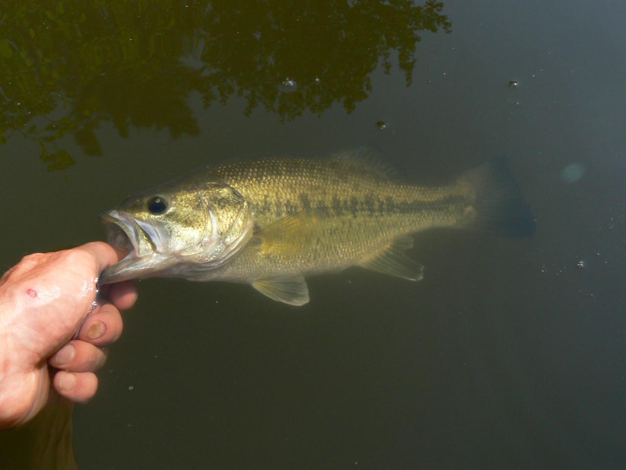  Pêche de Black-Bass en Bretagne