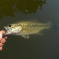  Pêche de Black-Bass en Bretagne