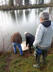 Alevinage de gardons