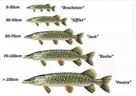 Brochet son nom suivant evolution