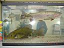 dsc01688.jpg