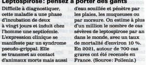 Le ragondin et la Leptospirose