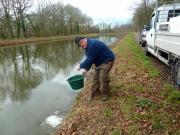 Alevinage de sandres Canal Ille & Rance