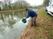 Alevinage de sandres Canal Ille & Rance