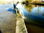Alevinage de gardons